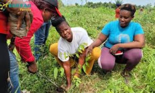 Haut Ghana oriental : des femmes en première ligne contre la déforestation