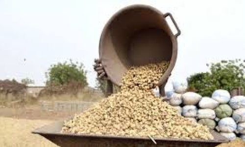 Le prix de l’arachide maintenu à 305 FCFA pour protéger les producteurs