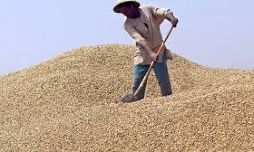 Arachide 2025 : une campagne qui s’ouvre entre attentes et nouveaux choix stratégiques