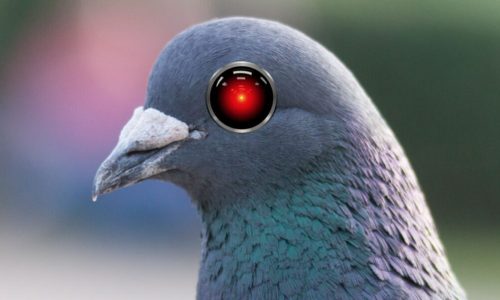 Pigeons Cyborgs : Quand la Russie transforme les oiseaux en drones vivants